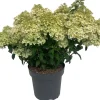 Rispenhortensie (Hydrangea paniculata 'Bobo') D 32 H 50 cm