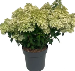 Rispenhortensie (Hydrangea paniculata 'Bobo') D 32 H 50 cm