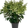 Rispenhortensie (Hydrangea paniculata 'Pinky Winky') D 31 H 80 cm