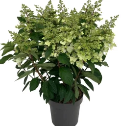 Rispenhortensie (Hydrangea paniculata 'Pinky Winky') D 31 H 80 cm