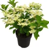 Rispenhortensie (Hydrangea paniculata 'Switch Ophelia') D 19 H 40 cm