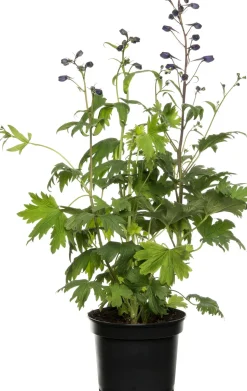 Rittersporn (Delphinium) blau D 19 H 30 cm