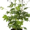 Rittersporn (Delphinium) D 19 H 40 cm