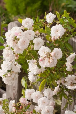 Rose (Rosa 'Crystal Fairy')