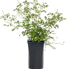 Rose (Rosa 'Crystal Fairy')