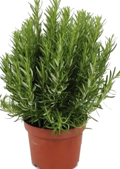 Rosmarin (Rosmarinus officinalis) D 25 H 30 cm