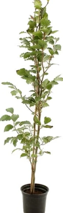 Rotbuche (Fagus Sylvatica) D 23 H 150 cm