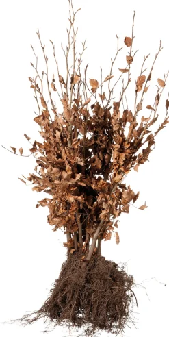 Rotbuche im Sack (Fagus sylvatica) H 40 cm 10 St.