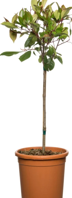 Rote Glanzmispel (Photinia Fraseri Red Robin)