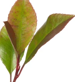 Rote Glanzmispel (Photinia Fraseri Red Robin)