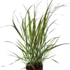 Rutenhirse (Panicum virgatum) D 17 cm