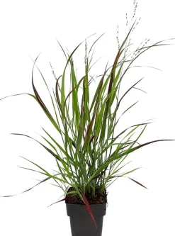 Rutenhirse (Panicum virgatum) D 17 cm