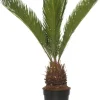 Sagopalmfarn (Cycas revoluta) D 14 H 50 cm