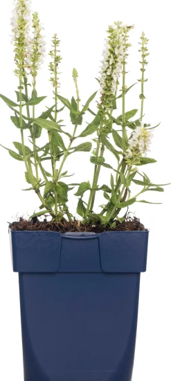 Salbei (Salvia nemorosa 'Schneehügel') D 11 H 10 cm