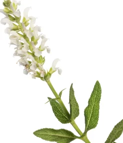 Salbei (Salvia nemorosa 'Schneehügel') D 11 H 10 cm