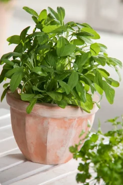 Salbei (Salvia officinalis) D 18 H 20 cm