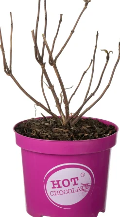 Samthortensie (Hydrangea aspera 'Hot Chocolate') D 19 H 25 cm
