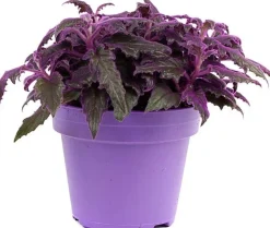 Samtpflanze (Gynura 'Purple Passion') D 15 H 25 cm