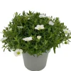 Sandkraut (Arenaria montana 'Summer White') D 12 H 20 cm