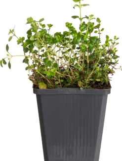 Sand-Thymian (Thymus serpyllum) D 9 H 10 cm