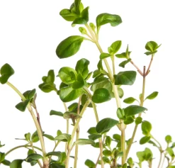 Sand-Thymian (Thymus serpyllum) D 9 H 10 cm