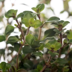 Sand-Thymian (Thymus serpyllum)