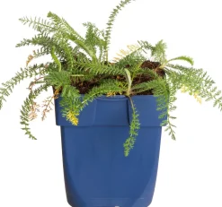 Schafgarbe (Achillea millefolium 'Lachsschönheit') D 11 H 15 cm