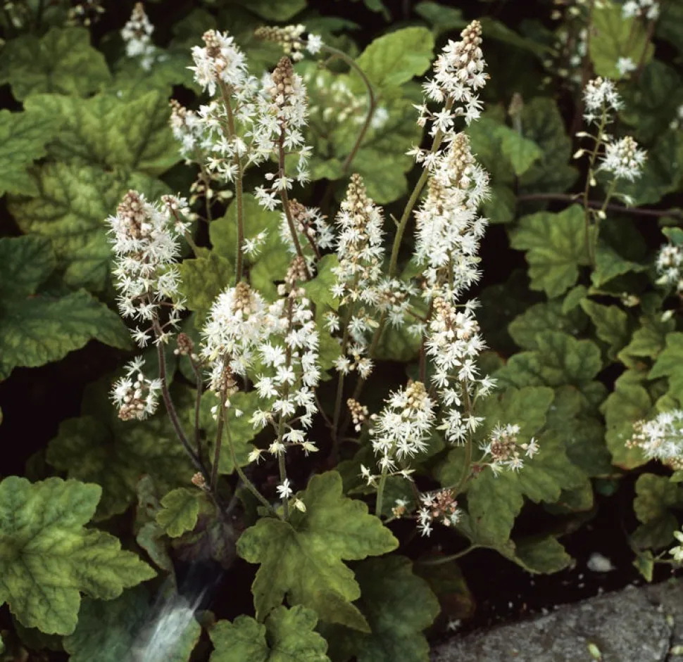 Schaumblüte (Tiarella wherryi)