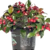 Scheinbeere (Gaultheria procumbens) D 13 H 20 cm