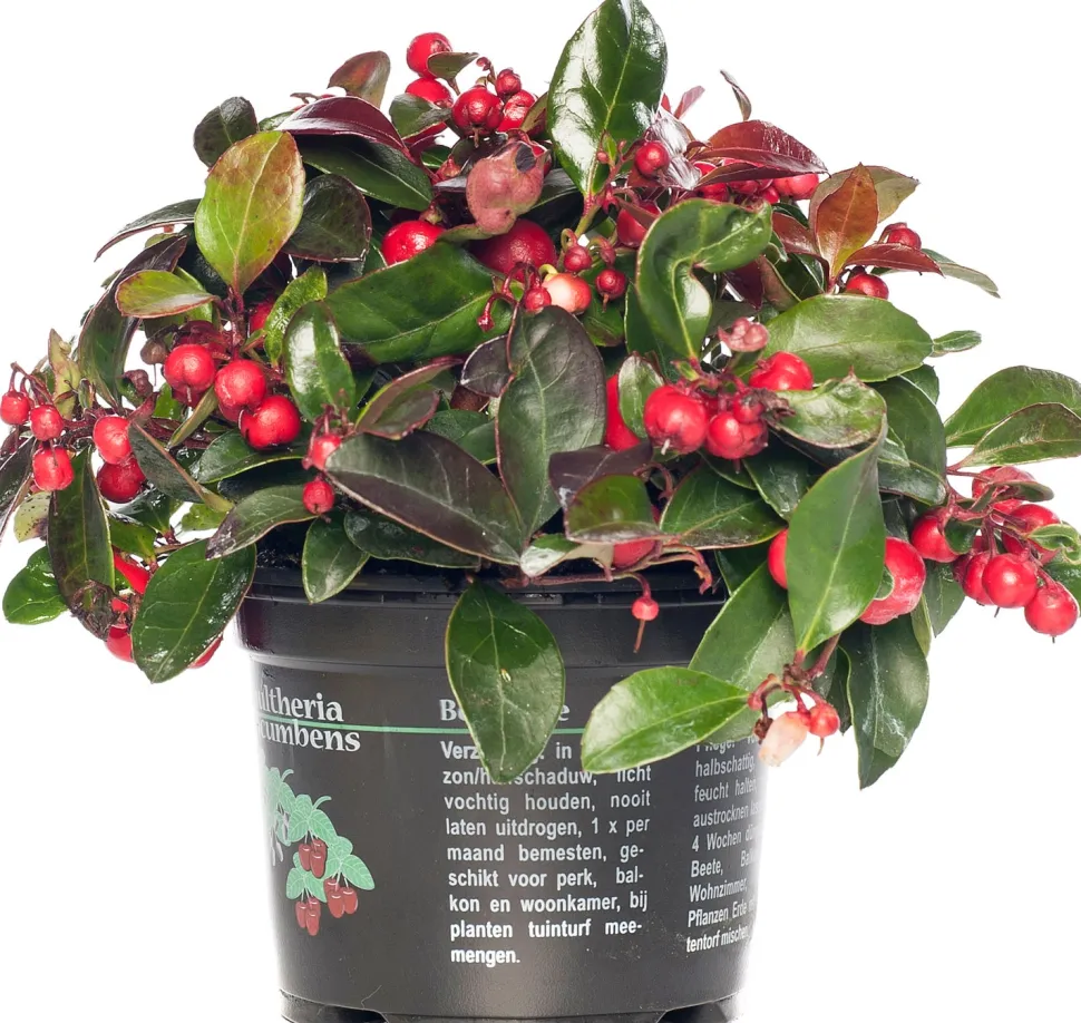 Scheinbeere (Gaultheria procumbens) D 13 H 20 cm