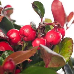 Scheinbeere (Gaultheria procumbens) D 13 H 20 cm