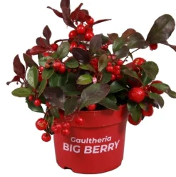 Scheinbeere (Gaultheria procumbens) D 10,5 H 10 cm