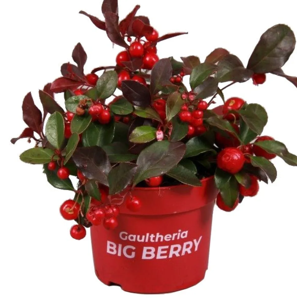 Scheinbeere (Gaultheria procumbens) D 10,5 H 10 cm