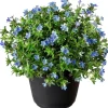 Schein-Steinsame (Lithodora diffusa 'Heavenly Blue') D 13 H 10 cm