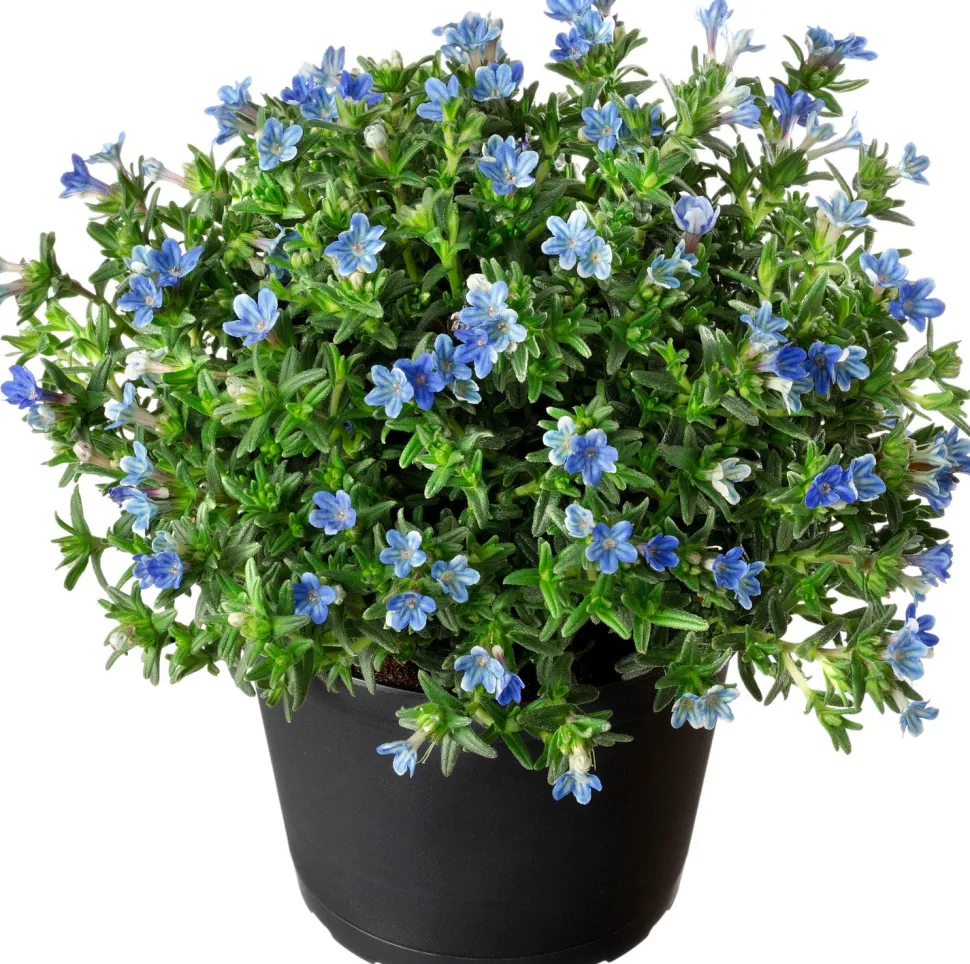 Schein-Steinsame (Lithodora diffusa 'Heavenly Blue') D 13 H 10 cm