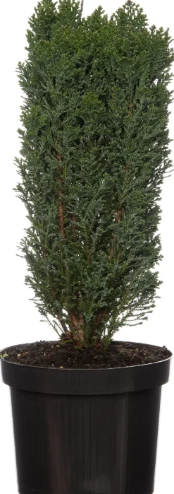 Scheinzypresse (Chamaecyparis lawsoniana)