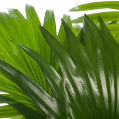 Schirmpalme (Livistona rotundifolia) D 17 cm H 60 cm