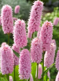 Schlangen-Knöterich (Polygonum bistorta) D 9 H 20 cm