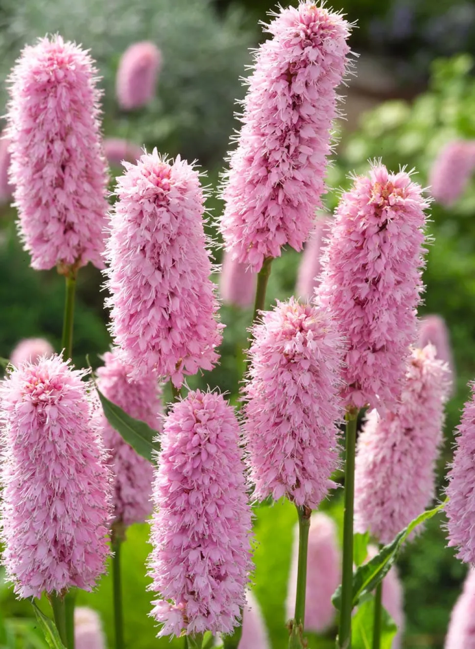 Schlangen-Knöterich (Polygonum bistorta) D 9 H 20 cm