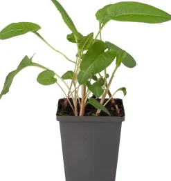 Schlangen-Knöterich (Polygonum bistorta) D 9 H 20 cm