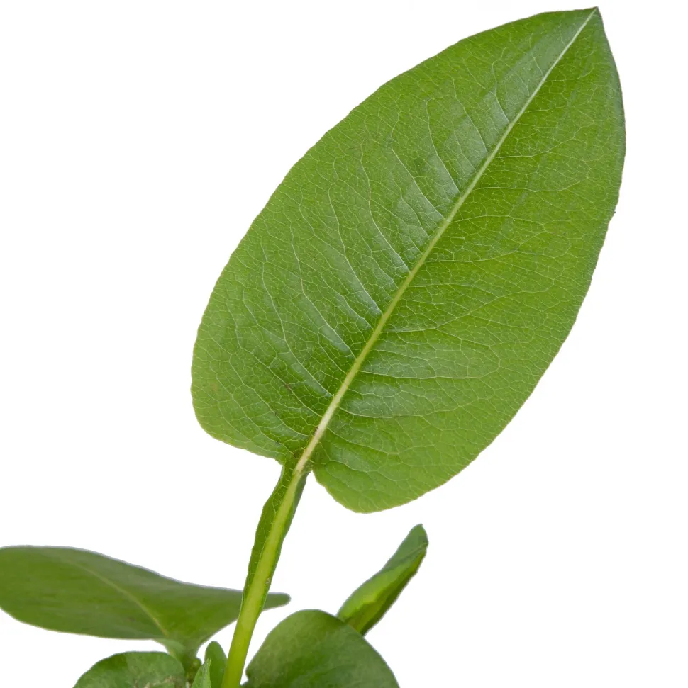 Schlangen-Knöterich (Polygonum bistorta) D 9 H 20 cm