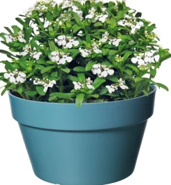 Schleifenblume (Iberis 'Masterpiece')