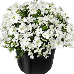 Schleifenblume (Iberis sempervirens) D 13 H 10 cm