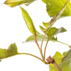 Schlingenknöterich (Fallopia aubertii) D 16 H 75 cm