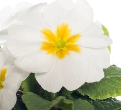 Schlüsselblume (Primula acaulis) weiß D 10,5 H 10 cm