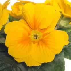 Schlüsselblume (Primula acaulis) gelb D 10,5 H 10 cm