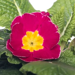 Schlüsselblume (Primula acaulis) rosa geflammt D 10,5 H 10 cm