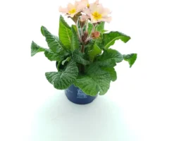 Schlüsselblume (Primula elatior 'Stella Peach Melba') D 12 H 25 cm