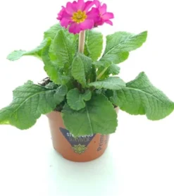 Schlüsselblume (Primula elatior 'Sibel Rose') D 12 H 20 cm