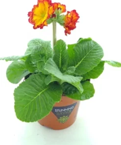 Schlüsselblume (Primula elatior 'Sibel Scarlet Yellow') D 12 H 20 cm